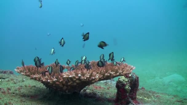 色彩艳丽的鱼在巴厘岛的水下珊瑚礁中找到了栖息地 巴厘的珊瑚不仅在视觉上令人惊叹 而且还是无数海洋物种的重要栖息地 — 图库视频影像
