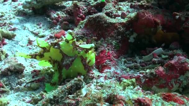 Zelené Ďasovité Podmořské Říši Jsou Jedinečným Půvabem Přírody Podmořský Svět — Stock video