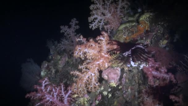 Μαλακά Κοράλλια Συμβάλλουν Στην Εκπληκτική Ομορφιά Του Υποβρύχιου Τοπίου Μαλακά — Αρχείο Βίντεο