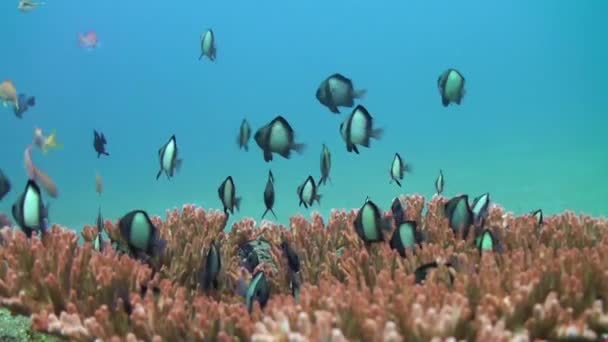Karang Karang Bawah Laut Bali Penuh Dengan Sekolah Ikan Yang — Stok Video