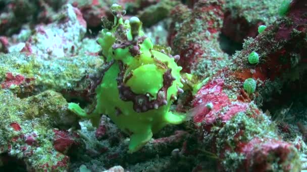 Zelené Ďasovité Podmořské Říši Jsou Jedinečnou Přítomností Ryby Žijící Podmořské — Stock video