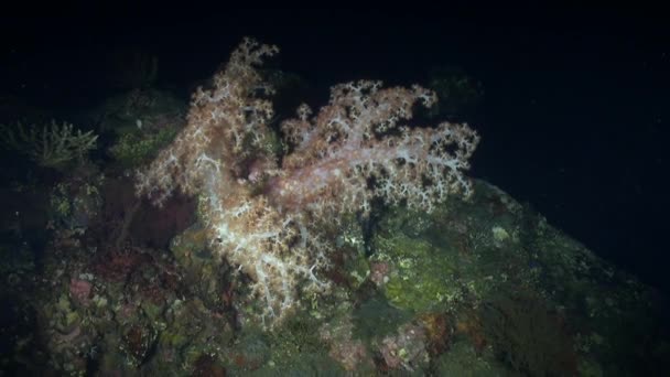 Μαλακά Κοράλλια Στο Θαλάσσιο Περιβάλλον Του Μπαλί Παρουσιάζουν Πραγματικά Αξιοθαύμαστο — Αρχείο Βίντεο