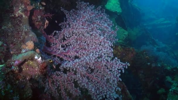 巴厘的海洋生态系统因其软珊瑚而震惊 水下王国的软珊瑚给海洋生态系统带来了生机勃勃的色彩 它们用枝条创造了迷人的花朵奇观 — 图库视频影像