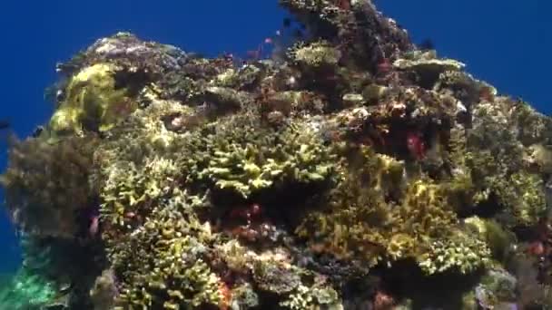 Подводный Коралловый Риф Предлагает Симфонию Рыбных Стад Наблюдать Устойчивостью Кораллов — стоковое видео