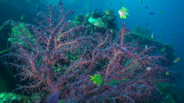柔らかいサンゴは その複雑な形状と優雅な動きで知られています これらの魅力的な生物は複雑なコロニーを形成する サンゴは さまざまな海洋魚のための避難所や食品を提供します — ストック動画