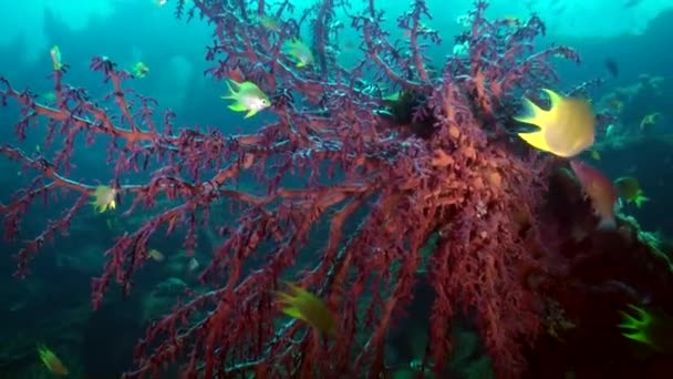 Подводное Царство Яркая Жёлтая Рыба Бали Зрелище Подводное Царство Бали — стоковое видео