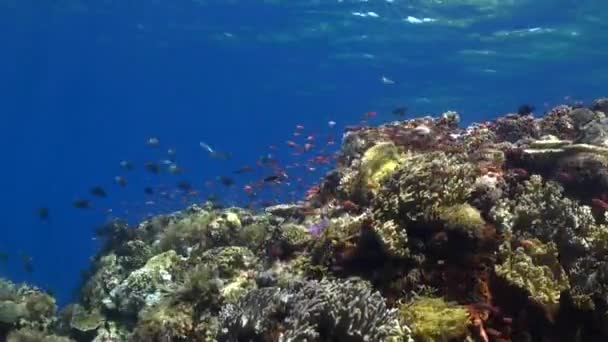 Onderwater Ecosysteem Van Bali Sterk Afhankelijk Van Gezondheid Van Koralen — Stockvideo