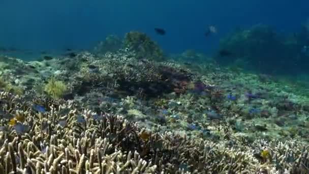 海洋生物 水下珊瑚礁展示了令人难以置信的鱼类群 当潜水员和潜水员在水里滑行时 他们会被视为迷人的奇观 — 图库视频影像