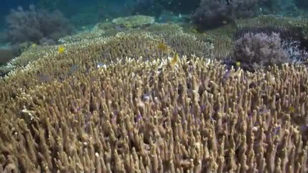 Fiskeskole Undersjøisk Korallrev Bali Undervannskorallrev Bali Støtter Blomstrende Samfunn Fiskestimer – stockvideo