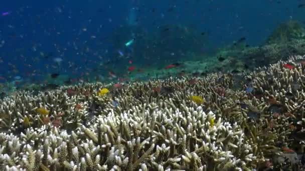 大自然的杰作 巴厘岛的水下珊瑚礁展现了一群迷人的鱼类 探索珊瑚花园就像进入不同的领域 — 图库视频影像