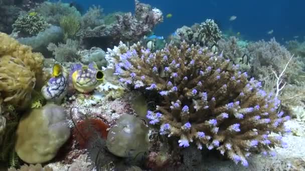 Corals Bali Integral Part Marine Tourism Industry Witnessing Resilience Corals — Stock Video