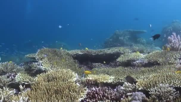 Bali Víz Alatti Korallzátonyában Élő Halak Élénk Dinamikus Ökoszisztémát Hoznak — Stock videók