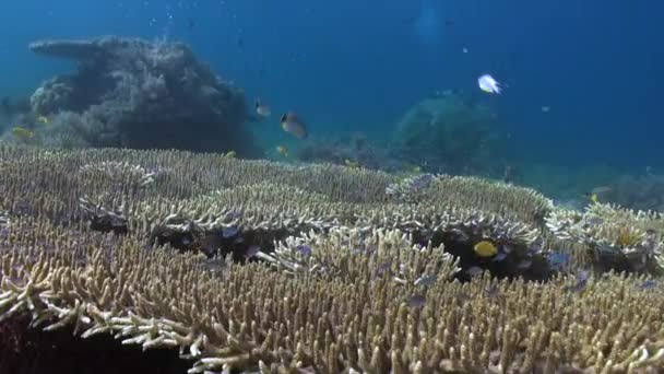 バリの水中世界は楽園です バリのサンゴは海洋観光産業の不可欠な部分です バリ島のサンゴの保全活動は この脆弱な生態系を保護するために不可欠です — ストック動画