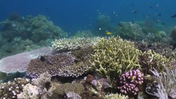 Los Corales Aguas Bali Son Hábitat Importante Para Varias Especies — Vídeos de Stock