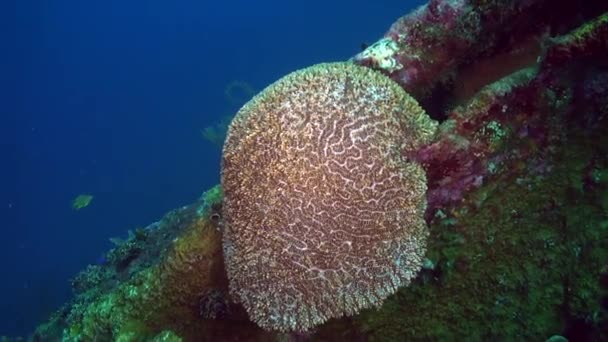 Замысловатые Узоры Структуры Кораллов Бали Поистине Замечательны Усилия Сохранению Кораллов — стоковое видео