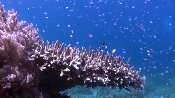 巴厘岛水下珊瑚礁中的鱼群是迷人的经历 巴厘岛的水下珊瑚礁是令人难以置信的鱼群多样性的避难所 — 图库视频影像