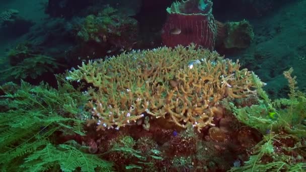 Корали Підводній Підлозі Балі Захоплюючі Яскраві Корали Океанічній Підлозі Балі — стокове відео