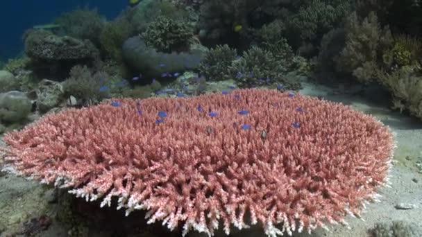 バリ島のサンゴ礁にあるピンクのサンゴは魅力的です バリの水中サンゴ礁は その素晴らしい魚の浅瀬のおかげで 魚愛好家と自然愛好家の両方のための避難所です — ストック動画