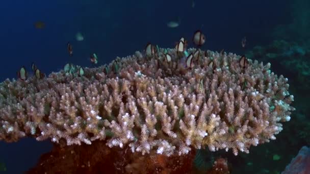Кораллы Рыбы Найденные Затопленной Бали Предлагают Захватывающее Зрелище Подводный Коралловый — стоковое видео
