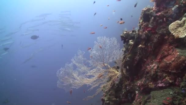 Nurkowanie Wśród Korali Krystalicznie Czystych Wodach Bali Jest Relaksujące Podwodna — Wideo stockowe
