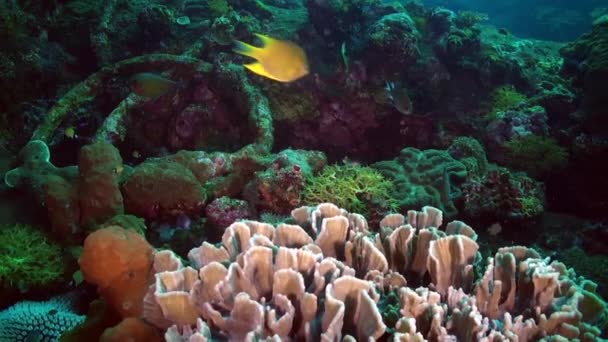 Onderwater Koraalrif Toont Schoonheid Van Scholen Vissen Zwemmen Tussen Wervelende — Stockvideo