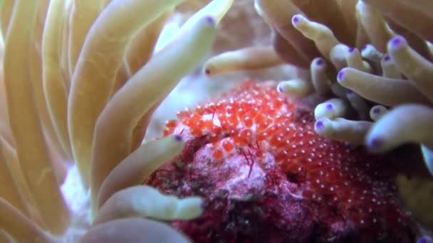 Undervattensanemon Och Clownfisk Sin Naturliga Miljö Korallrev Att Bevittna Vitsippor — Stockvideo