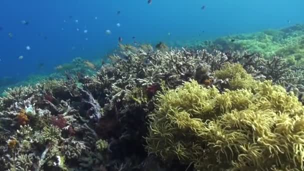 발리의 정원에서는 생물의 아름다움을 전시하고 있습니다 발리의 산호초들은 생물의 다양성 — 비디오