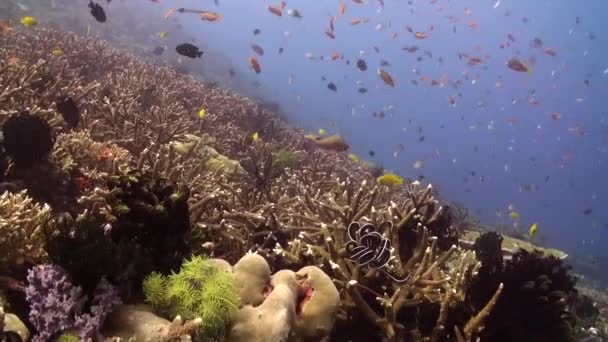 Подводный Коралловый Риф Бали Изобилует Удивительной Стаей Рыб Свидетели Зрелищного — стоковое видео