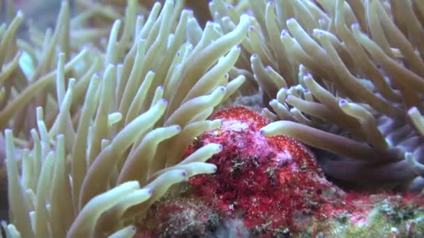 Anémona Pez Payaso Medio Vibrante Arrecife Coral Verdaderamente Fascinante Espectacular — Vídeos de Stock