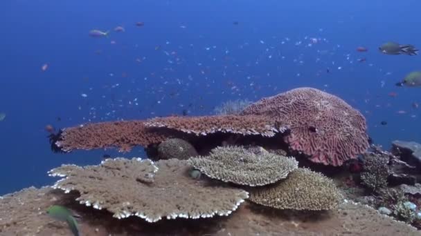 Дайвинг Коралловом Рифе Бали Является Впечатляющим Школы Рыб Подводном Коралловом — стоковое видео