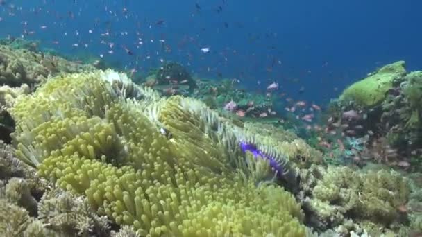 水中海洋生物のサンゴ礁でのイソギンチャクとピエロ魚 サンゴ礁のイソギンチャクとクマノミは 海洋生物の多様性と美しさを証明しています — ストック動画
