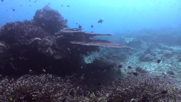Υποβρύχια Κοραλλιογενή Ύφαλο Είναι Σημαντικό Έδαφος Σίτισης Για Ψάρια Υποβρύχια — Αρχείο Βίντεο