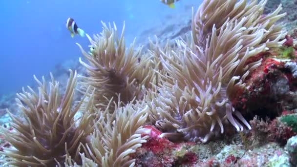 Подводные Анемоны Клоунская Рыба Крупным Планом Подводные Анемоны Рыбы Клоуны — стоковое видео