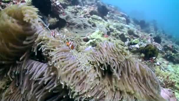 サンゴ礁でのイソギンチャクとクマノミの相互作用は水中シーンを作り出す サンゴ礁のイソギンチャクとクマノミの間の相互作用は 壮大な水中シーンを作成します — ストック動画