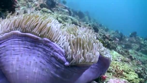 Подводные Морские Анемоны Рыбы Клоуны Коралловом Рифе Создают Потрясающее Зрелище — стоковое видео