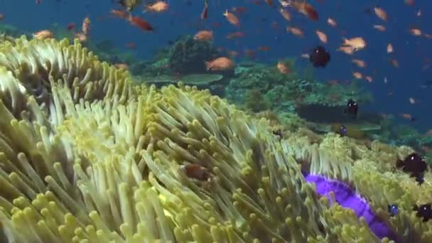 Interação Entre Anêmona Peixe Palhaço Recife Coral Uma Maravilha Natural — Vídeo de Stock