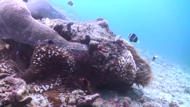 Υποβρύχια Ανεμώνη Και Clownfish Αλληλεπιδρούν Κοραλλιογενή Ύφαλο Είναι Οπτική Γιορτή — Αρχείο Βίντεο