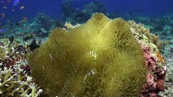 Asociación Anémonas Peces Payaso Ecosistema Submarino Arrecifes Coral Anémonas Coloridas — Vídeos de Stock