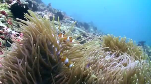 Das Ökosystem Der Unterwasserkorallenriffe Lebt Von Furchterregenden Anemonen Und Clownfischen — Stockvideo