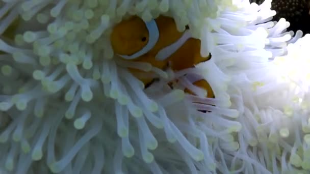 水下特写视频中的白葵和小丑鱼的美丽 在水下特写视频中 白色海葵和它的小丑鱼伴侣的微妙动作和美丽 — 图库视频影像