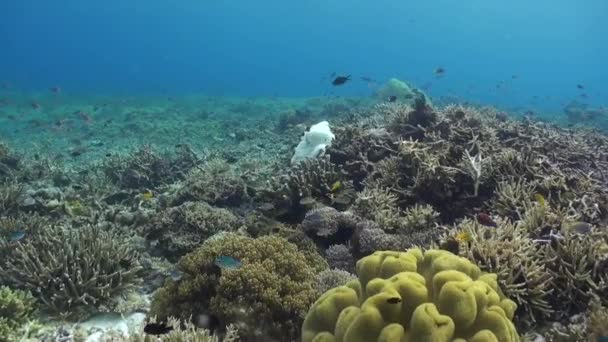 在水下世界里的小丑鱼和海葵 引人注目的合作 揭示了水下世界里小丑鱼和海葵意想不到的统一 解开谜团 — 图库视频影像
