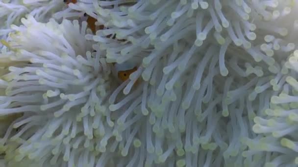 Zbliżenie Pod Wodą Ukwiały Clownfish Żywym Arcydziełem Czyste Piękno Podwodnych — Wideo stockowe