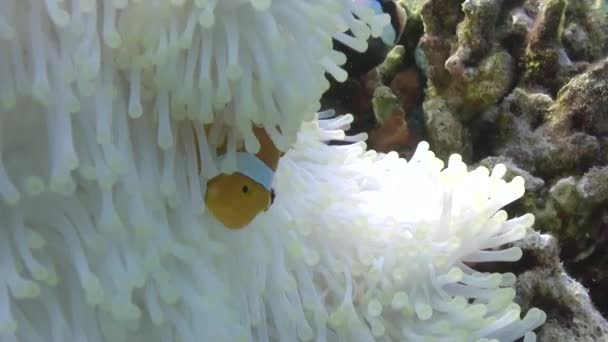 Nahaufnahme Eines Unterwasservideos Von Weißen Anemonen Und Clownfisch Gefährten Lassen — Stockvideo