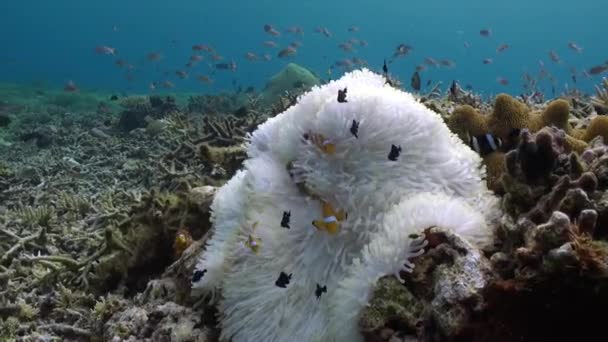 Biały Anemon Jego Radosny Clownfish Podwodnym Filmie Zbliżeniowym Spokojny Świat — Wideo stockowe