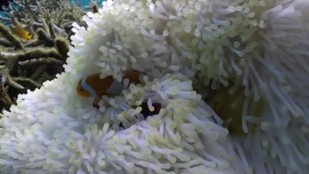 Podvodní Bílé Sasanky Klaunské Ryby Jsou Ohromující Podmořská Podívaná Složité — Stock video