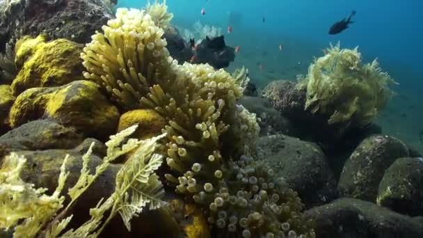 Таинственные Отношения Рыбы Клоуны Анемоны Подводном Мире Таинственные Отношения Неожиданное — стоковое видео