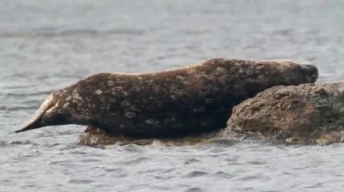 Steineger fok balığı kafasını bir kayaya koydu. Taşların arka planında benekleri olan deniz aslanı leoparı boyası.