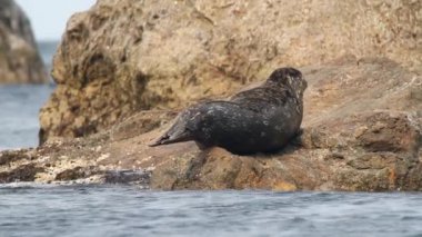 Steineger Seal kayanın üzerinde yatıyor. Taşların arka planında benekleri olan deniz aslanı leoparı boyası.