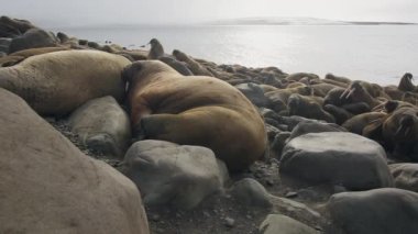 Morslar grup üzerinde shore, Kuzey Buz Denizi Svalbard, sakin ol. Yaban hayatı. Nordic badlands tehlikeli hayvanlarda. Arka plan doğal peyzaj ve kar Dağları Spitsbergen benzersiz görüntüleri.