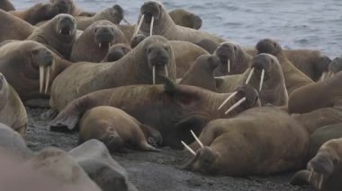 Morslar grup üzerinde shore, Kuzey Buz Denizi Svalbard, sakin ol. Yaban hayatı. Nordic badlands tehlikeli hayvanlarda. Arka plan doğal peyzaj ve kar Dağları Spitsbergen benzersiz görüntüleri.